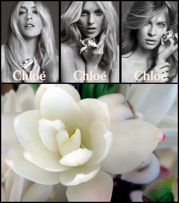 น้ำหอม Chloe