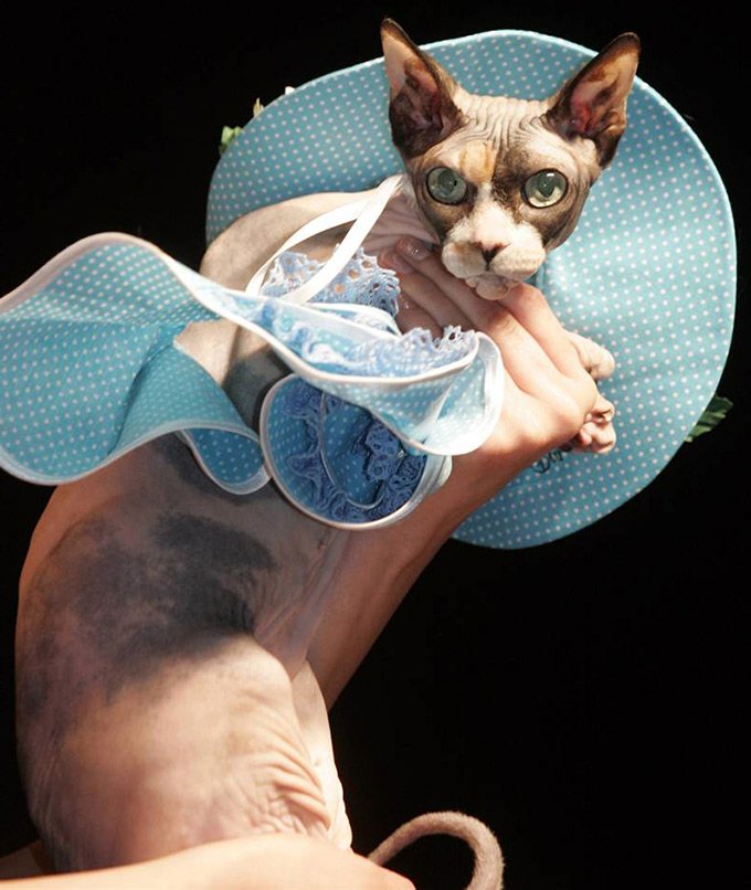 Pet's Fashion Week Russia แฟชั่นวีคสำหรับน้องหมาและน้องแมว