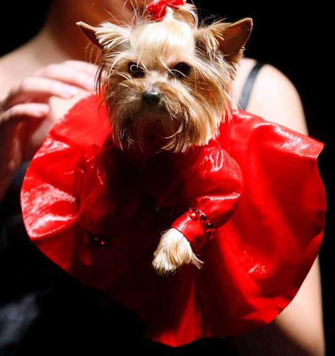 Pet's Fashion Week Russia แฟชั่นวีคสำหรับน้องหมาและน้องแมว