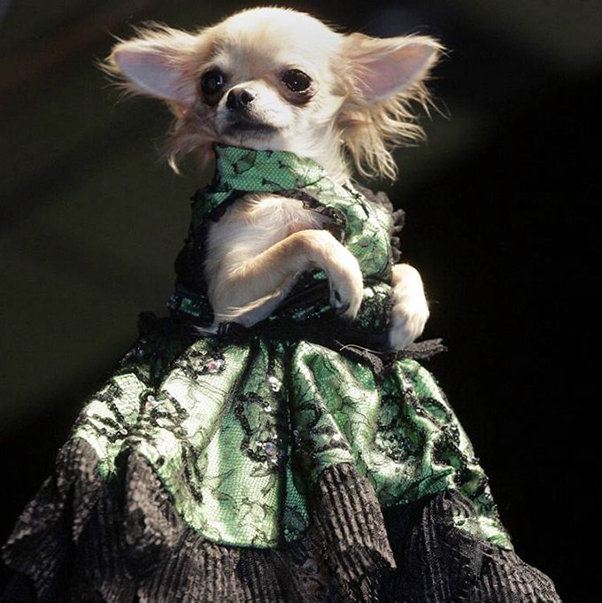 Pet's Fashion Week Russia แฟชั่นวีคสำหรับน้องหมาและน้องแมว