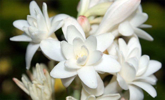 น้ำมันหอมระเหย ยาโป๊สำหรับผู้หญิง Tuberose photo