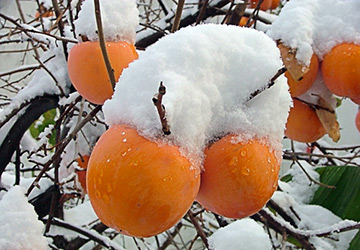 Persimmon for health and beauty