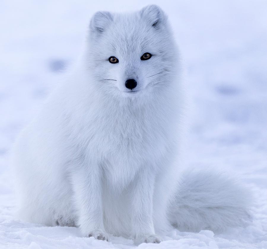 What does a polar fox look like