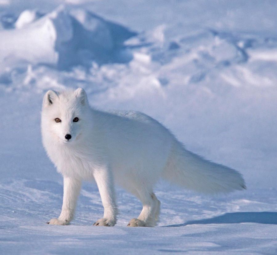 What does a polar fox look like